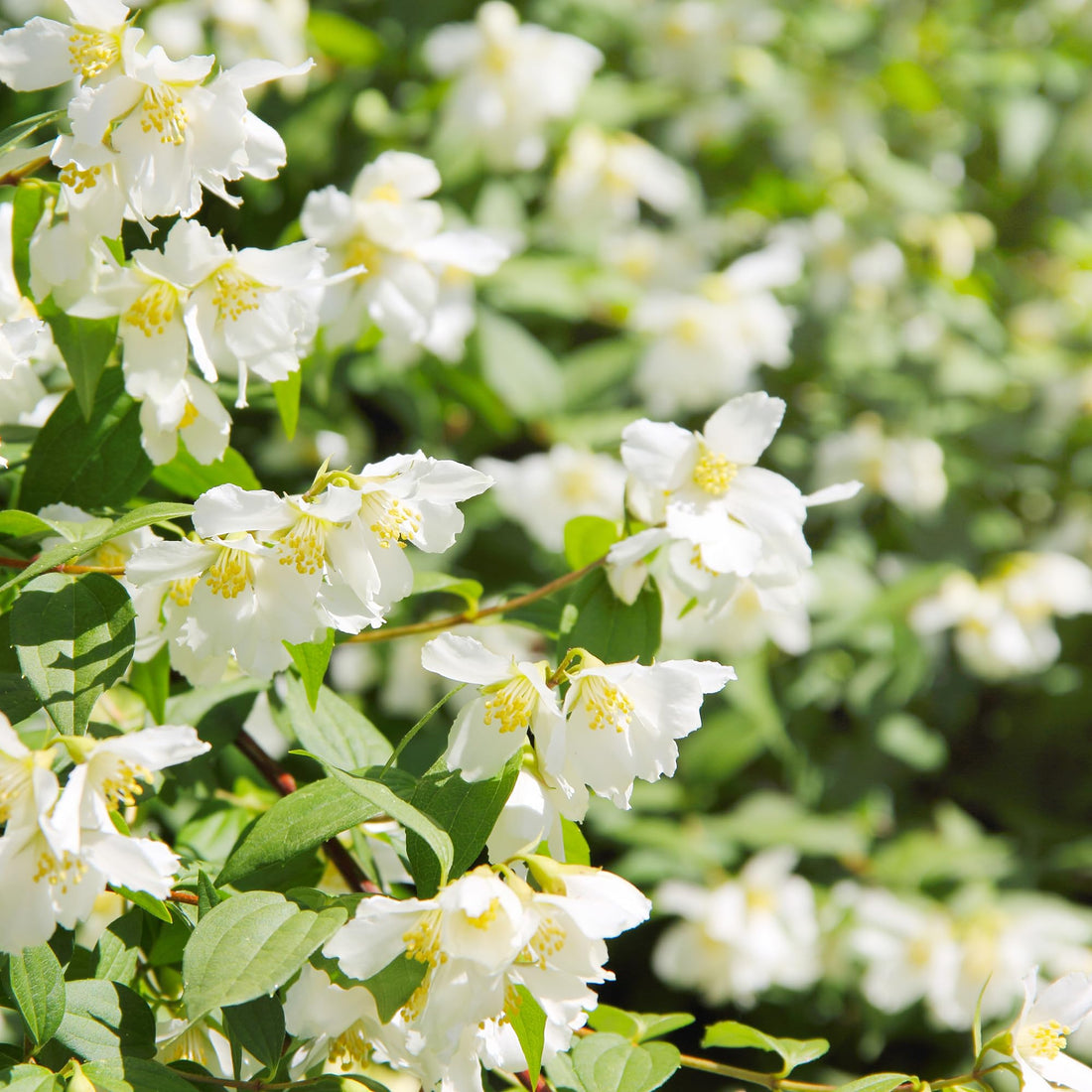 Jasmine Seeds for Planting - Non-GMO White Jasmine Flower Seeds
