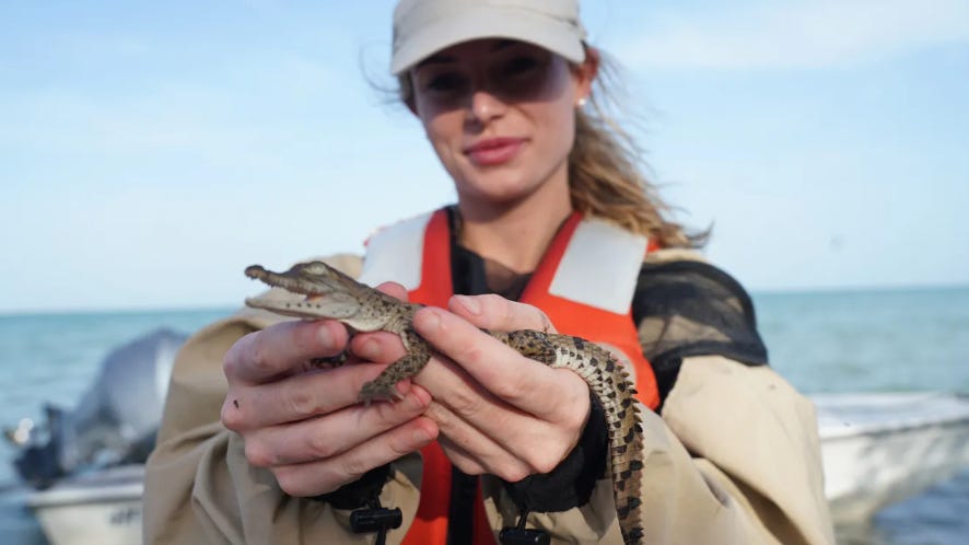 Reality TV Show All The Sharks Sparks Controversy In Shark Conservation Community