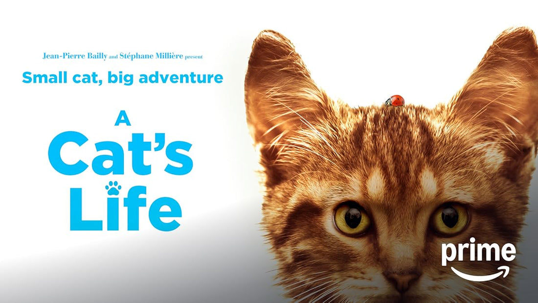 Missing out on purr-fectly wonderful moments with your feline friend.