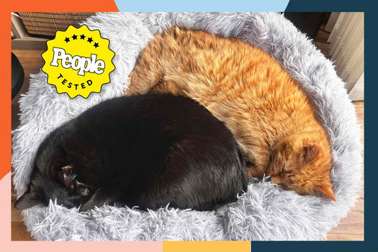 The Best Cat Bed: Comfort, Support, And Unique Needs Prioritized