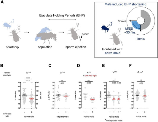 Study Provides Evidence For Sexual Plasticity In Female Fruit Flies